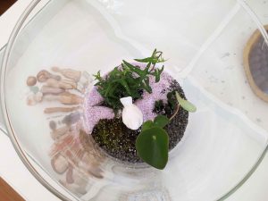 Ogród w wazonie – prosta i efektowna dekoracja