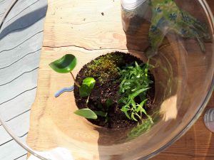 Ogród w wazonie – prosta i efektowna dekoracja