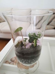 Ogród w wazonie – prosta i efektowna dekoracja