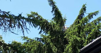 Jak zmierzyć się z wycinką drzew na posesji
