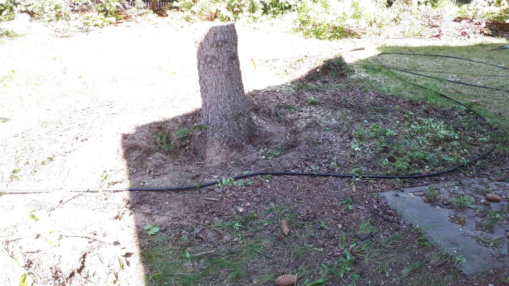 Jak zmierzyć się z wycinką drzew na posesji