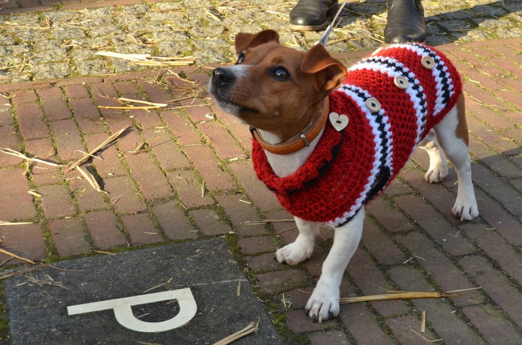 Pupil dobrze ubrany, czyli robimy sweter dla psa