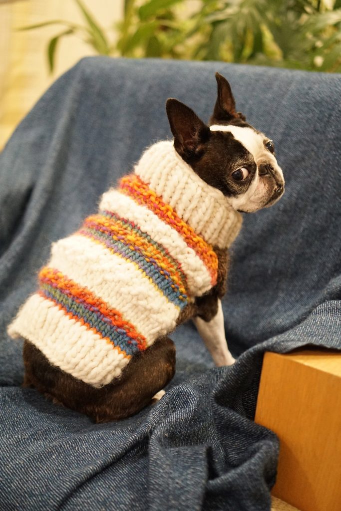 Pupil dobrze ubrany, czyli robimy sweter dla psa