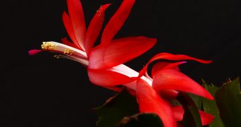 Zygokaktus – jesienny deszcz kwiatów