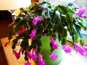 Zygokaktus – jesienny deszcz kwiatów