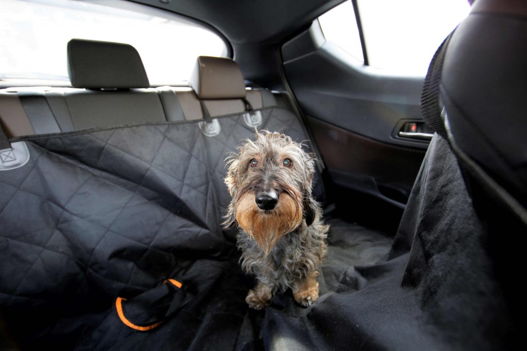 Transport zwierząt – jak wygodnie i bezpiecznie przewozić psa i kota