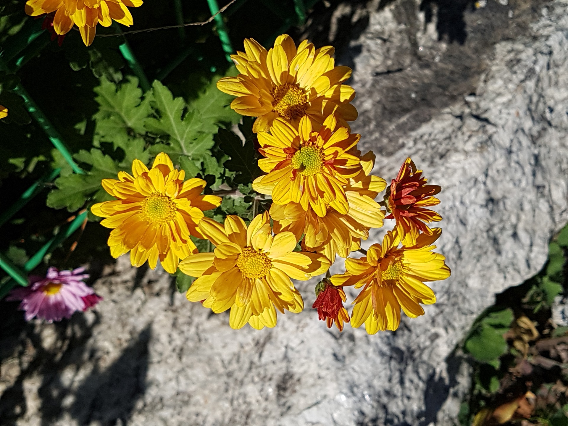 Желтые осенние цветы
