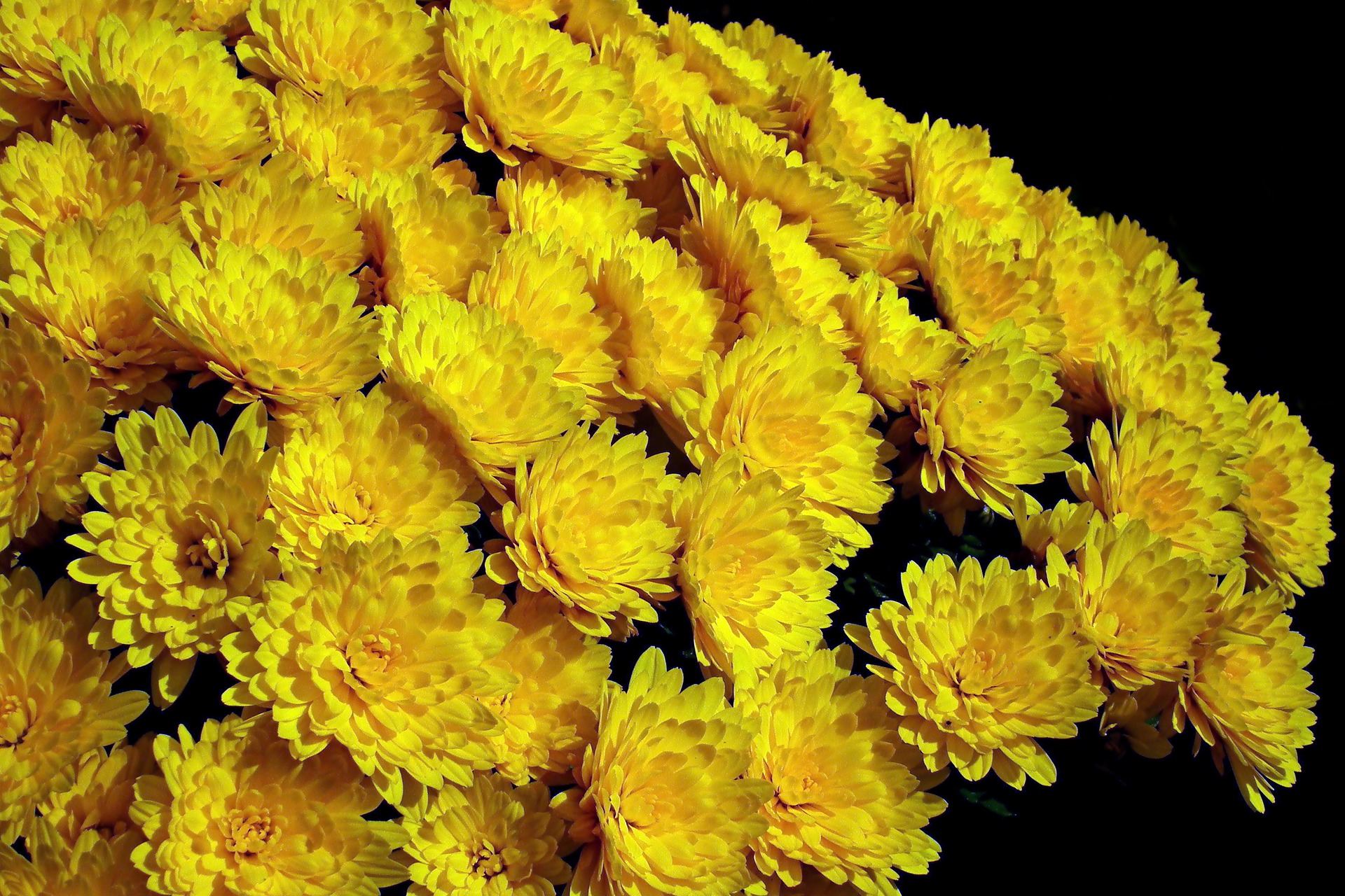 Хризантема Chrysanthemum Migoli (Миголи )