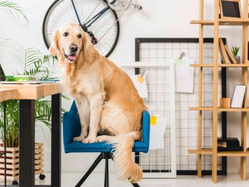 Pies w domu a ładne wnętrze – jak to połączyć