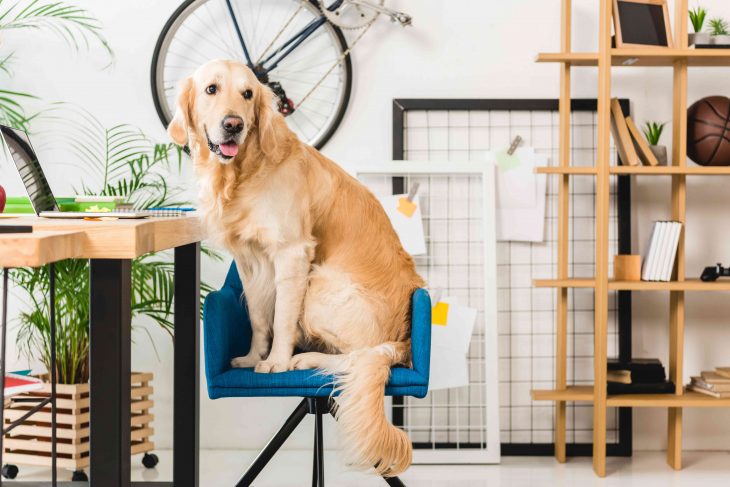 Pies w domu a ładne wnętrze – jak to połączyć